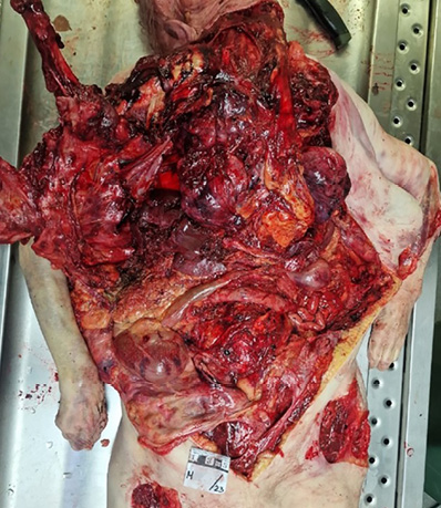 The picture shows an open abdominal section. Only a small part of the gut is visible in the abdominal cavity. The other internal organs are almost invisible.