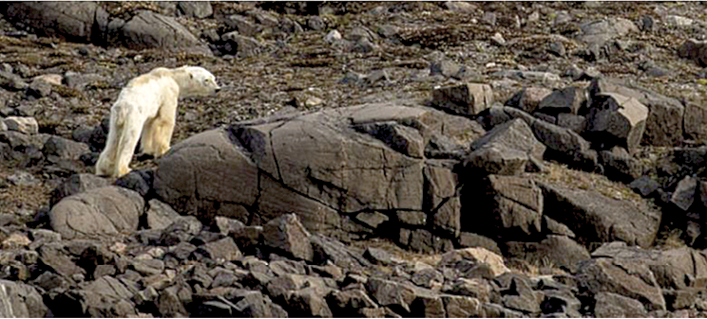 Pavadinimas: Vienintelė baltojo lokio iliustracija. Trumpas aprašymas: Iliustracija, vaizduojanti baltąjį lokį. Tai reali nuotrauka. Ilgas aprašymas: Šioje nuotraukoje pavaizduotas baltasis lokys. Gyvūnas yra sulysęs, gelsvu kailiu, lipantis plikais akmenimis, aplinkoje nėra sniego ar ledo.