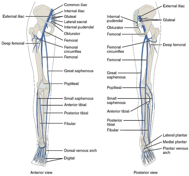 A diagram of a human leg with labels describing the different parts.
Description generated by AI