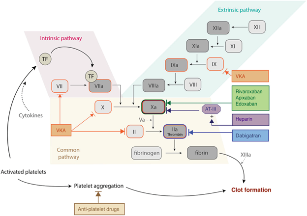 A diagram of a blood clot formation process.
Description generated by AI
